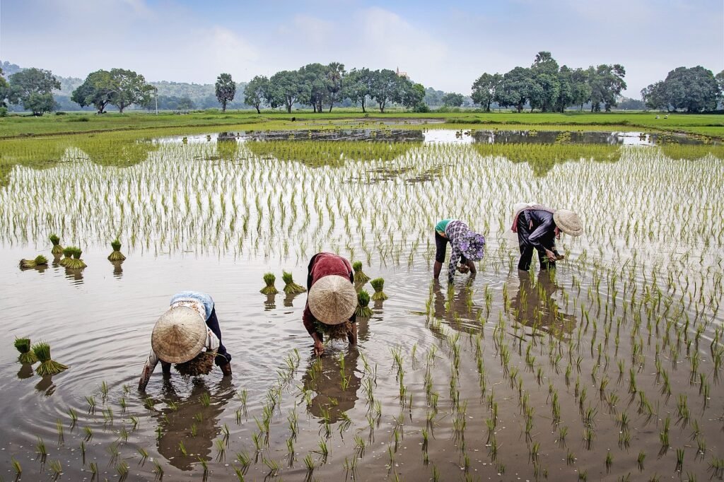 Expanding Millets Export